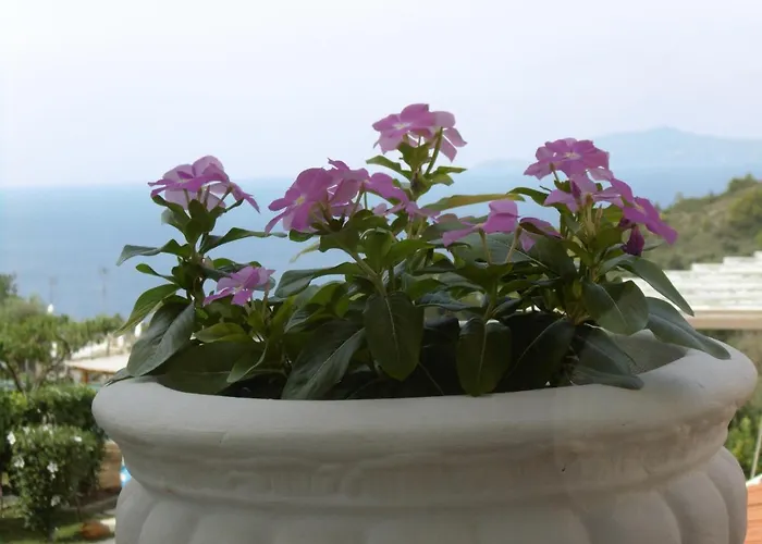 Mimosa Anacapri (Isola di Capri)