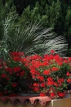 Mimosa Anacapri (Isola di Capri)