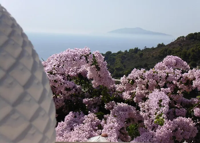 Mimosa אתר נופש