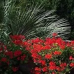 Mimosa Anacapri (Isola di Capri)