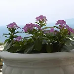 Mimosa Anacapri (Isola di Capri)
